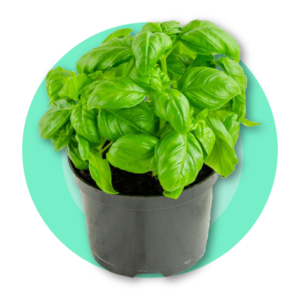 Pot de Basilic