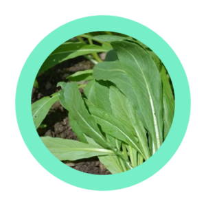 Mibuna (en salade ou cuite)