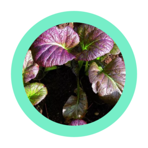 Moutarde Osaka (se cuisine comme des épinards)