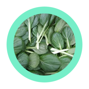 Tatsoï "mâche japonaise"